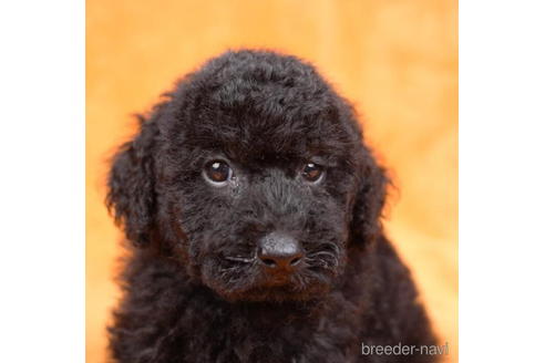 成約済の東京都のトイプードル-188154の2枚目